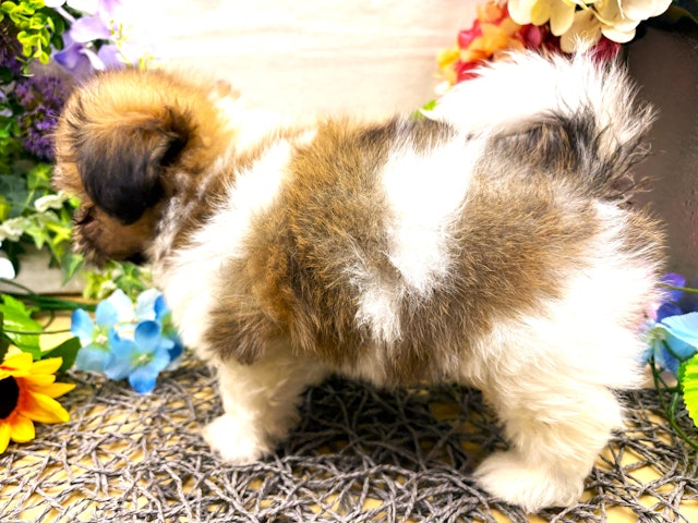 2024年4月24日生まれのハーフ犬・ミックス犬の3枚目の写真