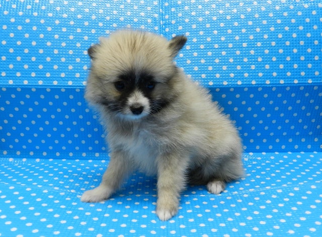 静岡県のハーフ犬 (ペッツワン御殿場店/2024年5月6日生まれ/男の子/レッドホワイト)の子犬