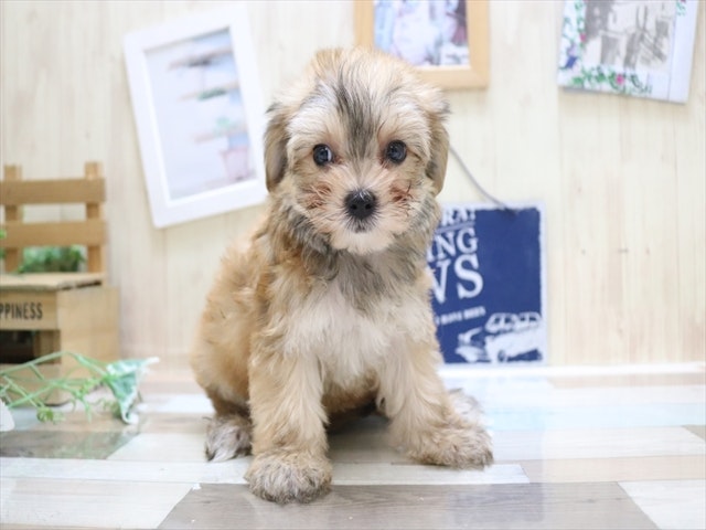 愛知県のハーフ犬・ミックス犬 (ペッツワン名古屋当知店/2024年3月4日生まれ/女の子/レッドホワイト)の子犬