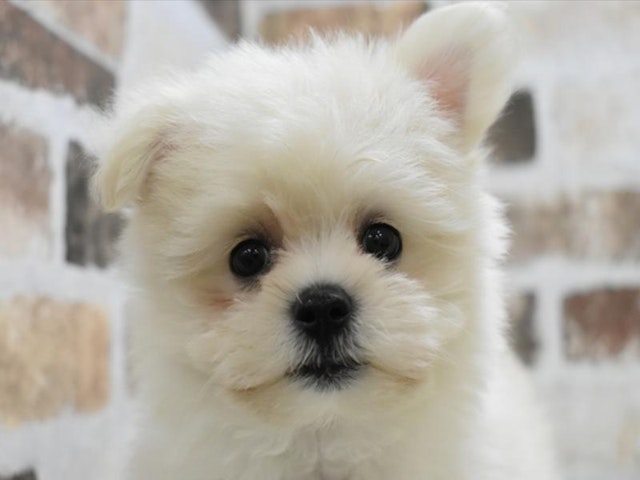 三重県のハーフ犬・ミックス犬 (ペッツワン明和店/2024年5月1日生まれ/男の子/クリーム)の子犬