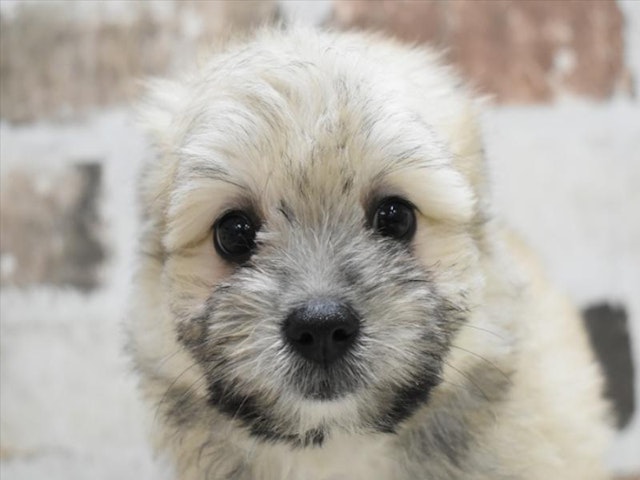 三重県のハーフ犬・ミックス犬 (ペッツワン明和店/2024年5月1日生まれ/男の子/ホワイト)の子犬