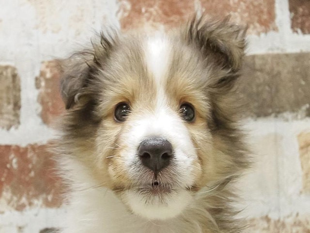 三重県のシェットランドシープドッグ (ペッツワン明和店/2024年4月26日生まれ/男の子/ホワイト)の子犬
