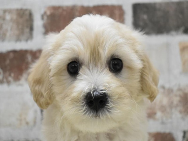 2024年4月16日生まれのハーフ犬・ミックス犬の1枚目の写真