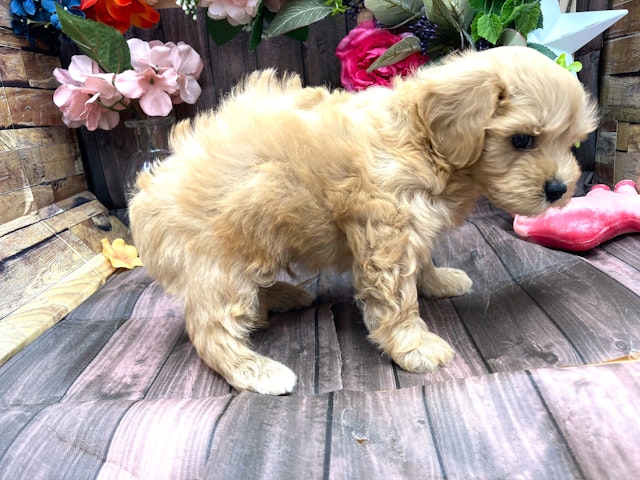 2024年5月2日生まれのハーフ犬・ミックス犬の2枚目の写真
