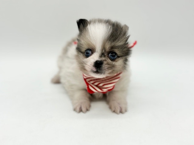 2024年2月16日生まれのハーフ犬・ミックス犬の1枚目の写真