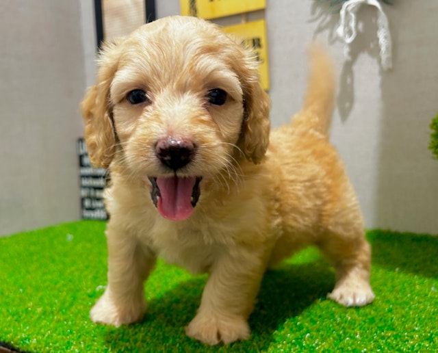 茨城県のハーフ犬・ミックス犬 (ペッツワン水戸店/2024年5月6日生まれ/男の子/AP)の子犬