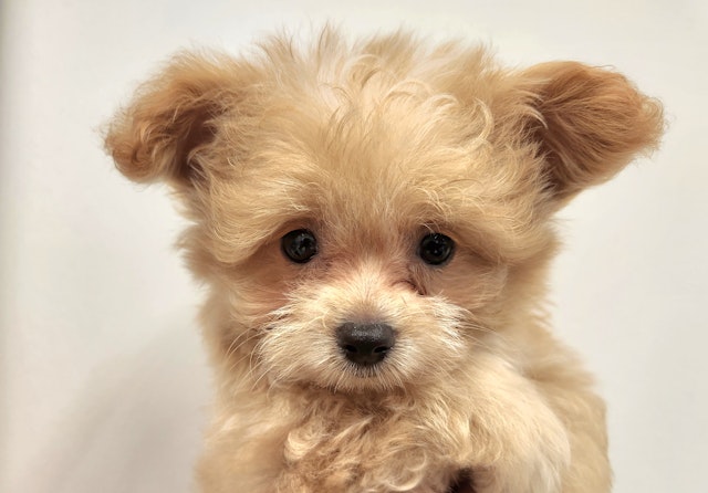 岐阜県のハーフ犬・ミックス犬 (ペッツワン関店/2024年5月14日生まれ/男の子/クリーム)の子犬