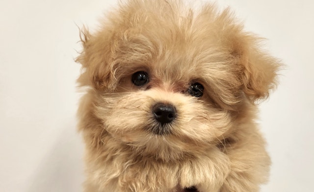 岐阜県のハーフ犬・ミックス犬 (ペッツワン関店/2024年5月14日生まれ/女の子/クリーム)の子犬