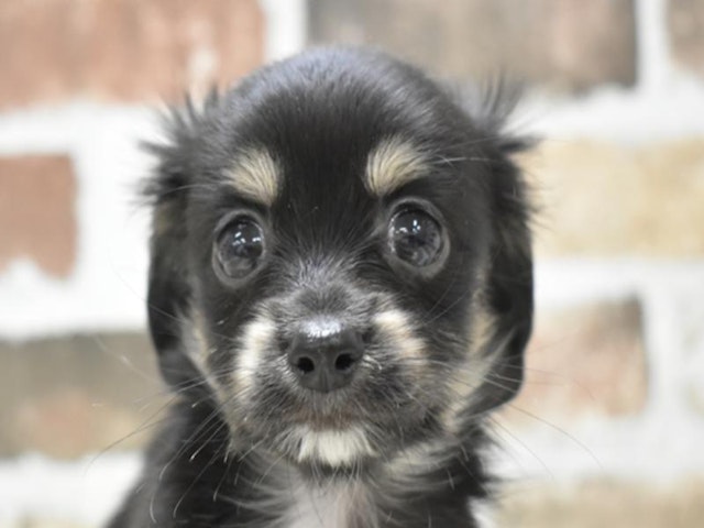 千葉県のハーフ犬・ミックス犬 (ペッツワン稲沢ハーモニーランド店/2024年4月1日生まれ/女の子/ブラックタン)の子犬