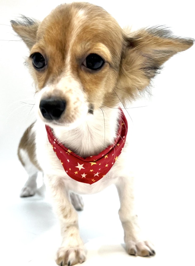 埼玉県のハーフ犬・ミックス犬 (ペッツワン行田店/2024年3月10日生まれ/男の子/トライカラー)の子犬