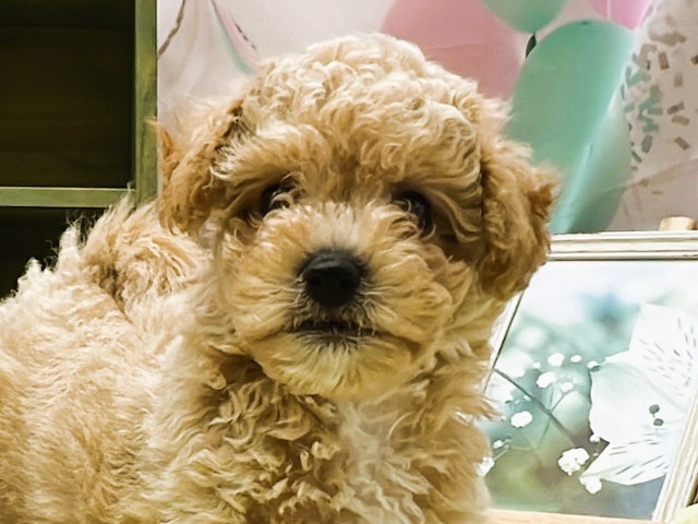 静岡県のハーフ犬・ミックス犬 (ペッツワン富士宮小泉店/2024年5月10日生まれ/男の子/アプリコット)の子犬