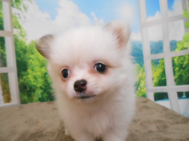 2024年5月10日生まれのハーフ犬・ミックス犬の1枚目の写真