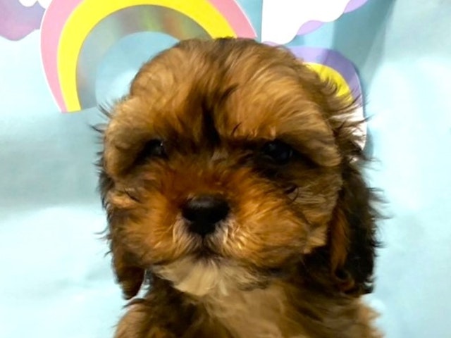 埼玉県のハーフ犬・ミックス犬 (ペッツワン羽生店/2024年4月24日生まれ/男の子/ゴールドホワイト)の子犬