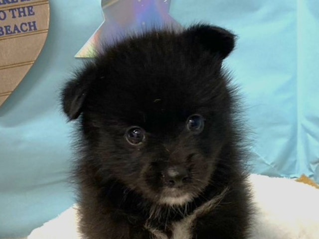 埼玉県のハーフ犬・ミックス犬 (ペッツワン羽生店/2024年5月9日生まれ/男の子/ブラックホワイト)の子犬