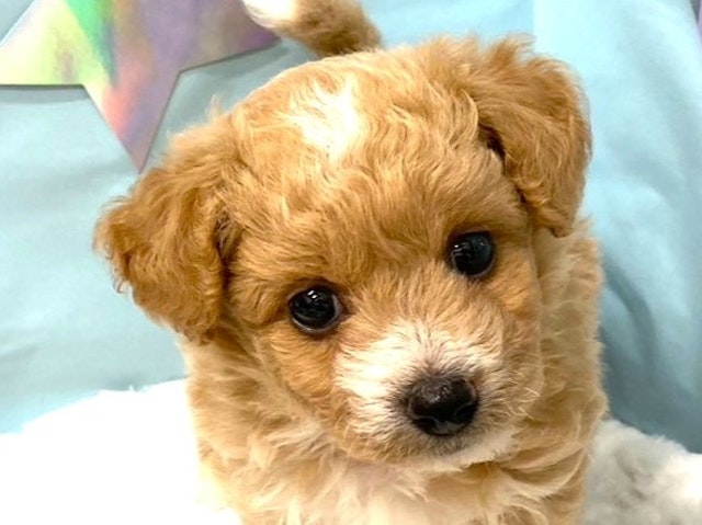 埼玉県のハーフ犬・ミックス犬 (ペッツワン羽生店/2024年5月9日生まれ/女の子/レッドホワイト)の子犬