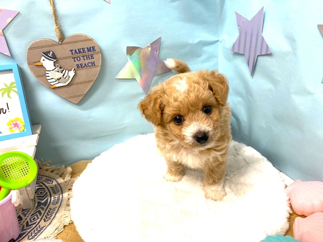 2024年5月9日生まれのハーフ犬・ミックス犬の2枚目の写真