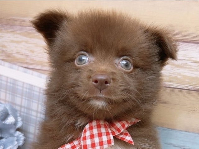 沖縄県のポメラニアン (ペッツワンFCあがり浜店/2024年4月14日生まれ/男の子/チョコレートホワイト)の子犬