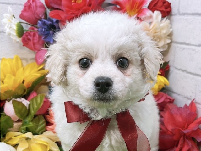 2024年3月30日生まれのハーフ犬・ミックス犬の1枚目の写真
