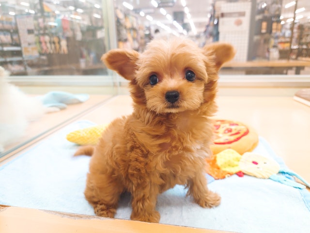 愛知県のハーフ犬・ミックス犬 (ペッツワン名古屋みなと店/2024年5月11日生まれ/男の子/レッド)の子犬