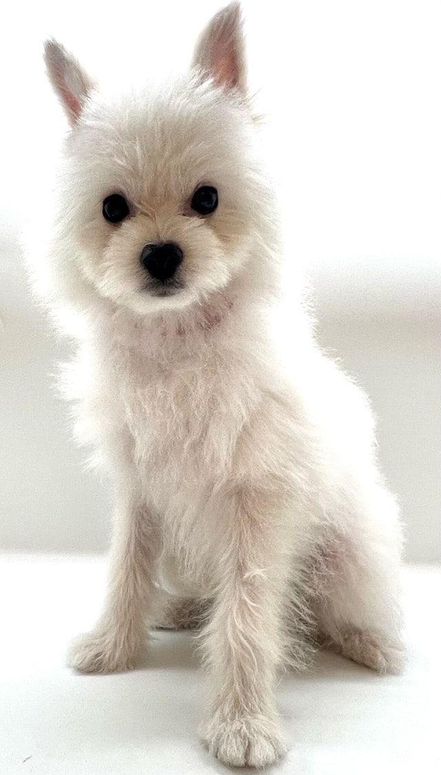 2024年2月6日生まれのハーフ犬・ミックス犬の1枚目の写真
