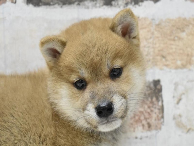 愛知県の柴犬(標準サイズ) (ペッツワン名古屋守山店/2024年3月14日生まれ/男の子/レッド)の子犬