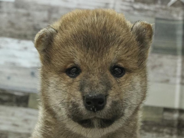 愛知県の柴犬(標準サイズ) (ペッツワン名古屋守山店/2024年3月30日生まれ/女の子/レッド)の子犬