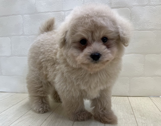 2024年5月12日生まれのハーフ犬・ミックス犬の1枚目の写真