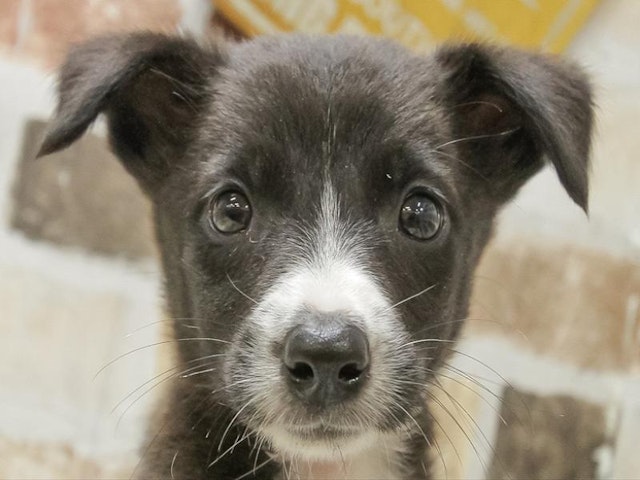 愛知県のハーフ犬・ミックス犬 (ペッツワン小牧店/2024年5月17日生まれ/女の子/ブラック)の子犬