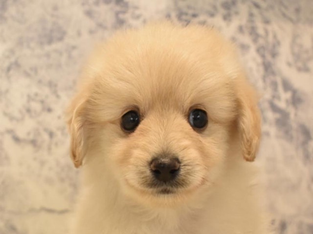 滋賀県のハーフ犬・ミックス犬 (ペッツワン彦根店/2024年4月1日生まれ/男の子/アプリコット)の子犬