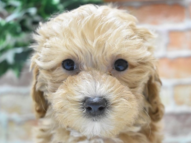滋賀県のハーフ犬・ミックス犬 (ペッツワン彦根店/2024年3月18日生まれ/女の子/アプリコットホワイト)の子犬