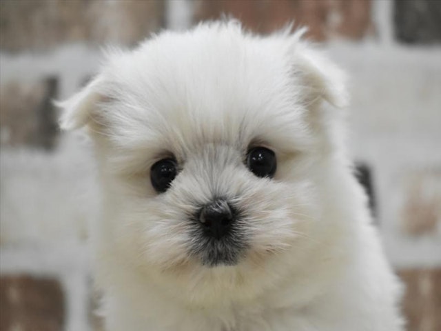 滋賀県のハーフ犬・ミックス犬 (ペッツワン彦根店/2024年3月4日生まれ/女の子/ホワイト)の子犬