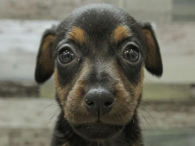 滋賀県のハーフ犬・ミックス犬 (ペッツワン彦根店/2024年3月3日生まれ/女の子/ブラックタン)の子犬