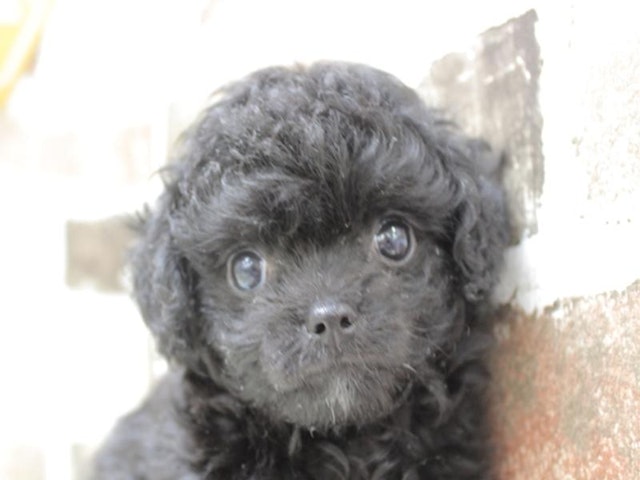 滋賀県のハーフ犬・ミックス犬 (ペッツワン彦根店/2024年2月20日生まれ/男の子/ブラック)の子犬