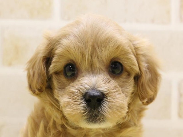 滋賀県のハーフ犬・ミックス犬 (ペッツワン彦根店/2024年4月1日生まれ/女の子/アプリコット)の子犬