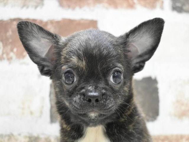 滋賀県のハーフ犬・ミックス犬 (ペッツワン甲賀店/2024年3月17日生まれ/男の子/ブリンドル)の子犬