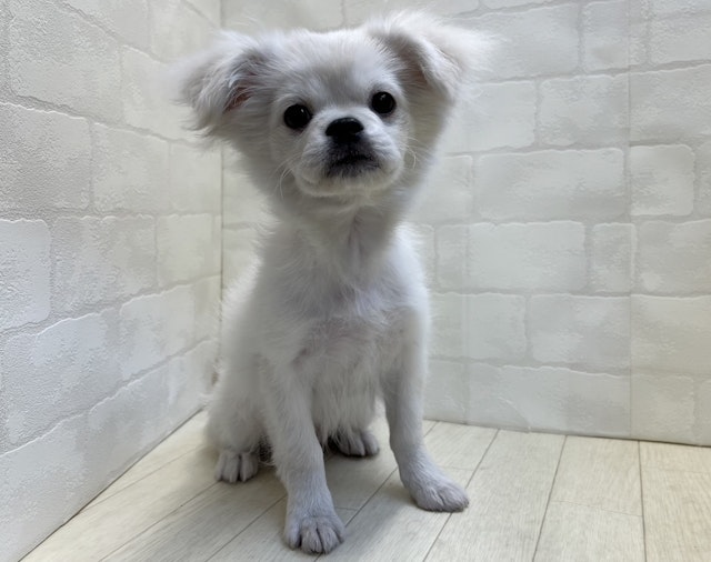 埼玉県のハーフ犬・ミックス犬 (ペッツワン大利根店/2024年2月20日生まれ/女の子/クリーム)の子犬