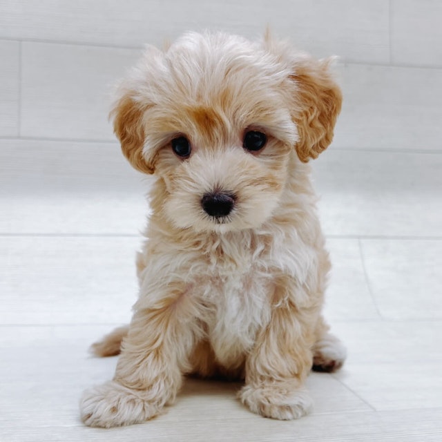 茨城県のハーフ犬・ミックス犬 (ペッツワン龍ヶ崎店/2024年5月3日生まれ/男の子/ブラウン)の子犬