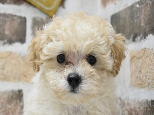 愛知県のハーフ犬・ミックス犬 (ペッツワン名古屋当知店/2024年4月4日生まれ/男の子/アプリコット)の子犬