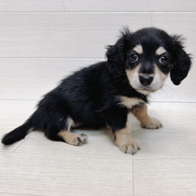 千葉県のハーフ犬・ミックス犬 (ペッツワン東金店/2024年5月18日生まれ/女の子/ブラックタン)の子犬