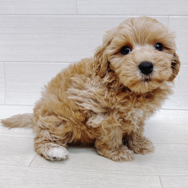 千葉県のハーフ犬・ミックス犬 (ペッツワン東金店/2024年5月20日生まれ/男の子/アプリコット)の子犬