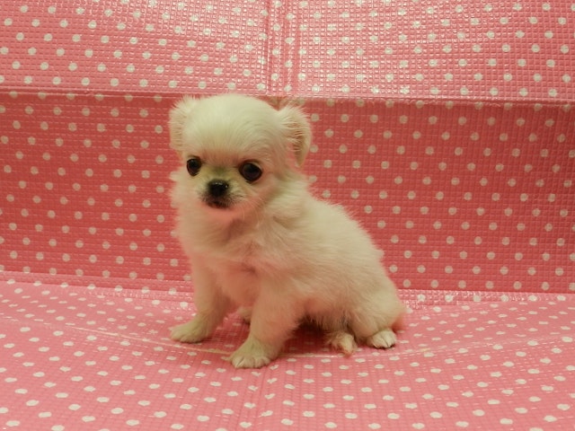静岡県のハーフ犬・ミックス犬 (ペッツワン御殿場店/2024年5月19日生まれ/女の子/ホワイト)の子犬