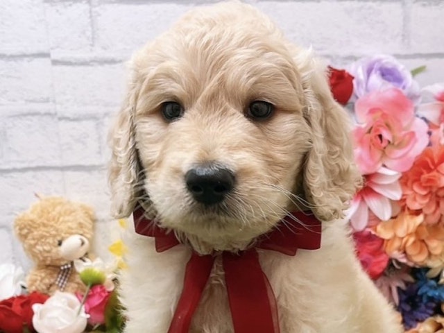 沖縄県のハーフ犬・ミックス犬 (ペッツワンFCあがり浜店/2024年5月18日生まれ/男の子/クリーム)の子犬