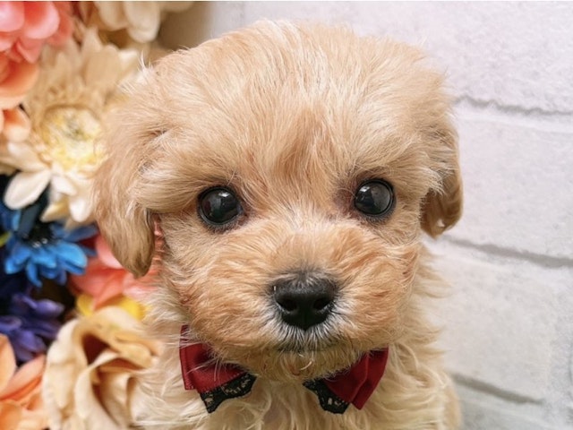 沖縄県のハーフ犬・ミックス犬 (ペッツワンFCあがり浜店/2024年5月10日生まれ/男の子/クリーム)の子犬