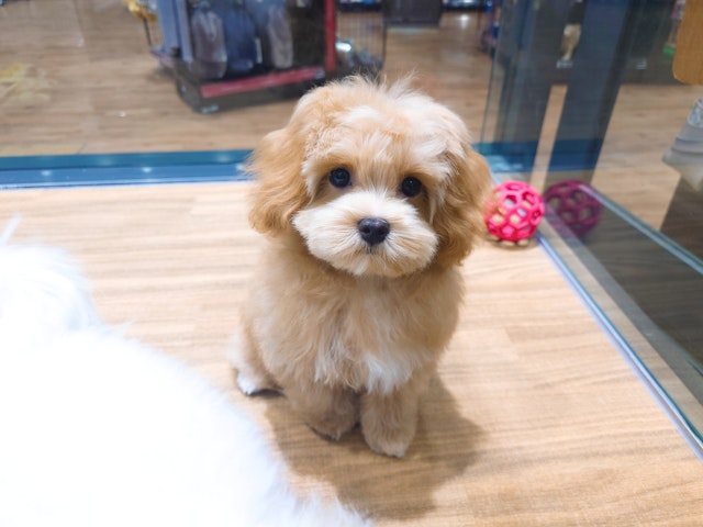 愛知県のハーフ犬・ミックス犬 (ペッツワン名古屋堀田店/2024年3月27日生まれ/男の子/クリーム)の子犬