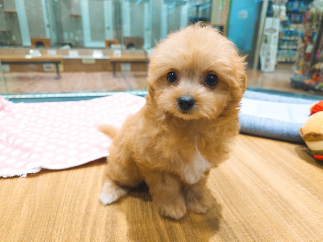 愛知県のハーフ犬・ミックス犬 (ペッツワン名古屋堀田店/2024年5月11日生まれ/女の子/レッド)の子犬