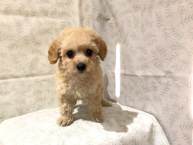 茨城県のハーフ犬・ミックス犬 (ペッツワン高萩店/2024年5月20日生まれ/女の子/アプリコット)の子犬