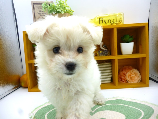静岡県のハーフ犬・ミックス犬 (ペッツワン清水店/2024年4月22日生まれ/女の子/クリーム)の子犬