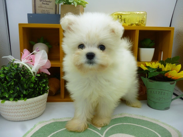 静岡県のハーフ犬・ミックス犬 (ペッツワン清水店/2024年4月26日生まれ/男の子/ホワイト)の子犬