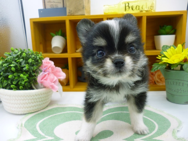静岡県のハーフ犬・ミックス犬 (ペッツワン清水店/2024年5月17日生まれ/男の子/ブラックタンホワイト)の子犬