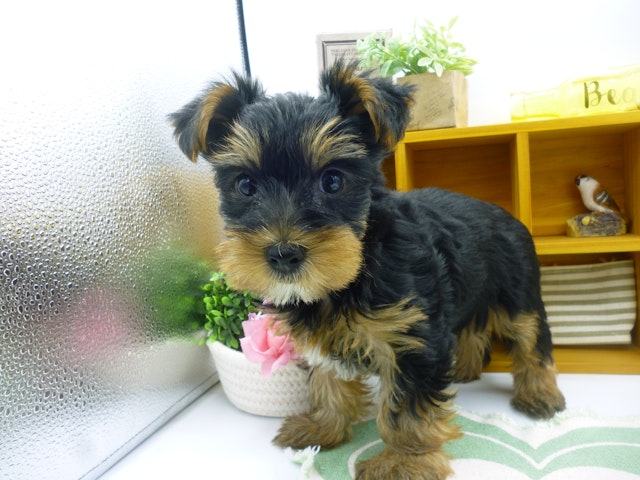 静岡県のヨークシャーテリア (ペッツワン清水店/2024年5月8日生まれ/男の子/スチールブルータン)の子犬